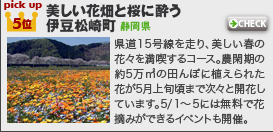 3月のシーニックルートMyコース登録ランキング5位：美しい花畑と桜に酔う伊豆松崎町(静岡県)